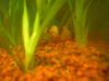 aquarium 007.jpg