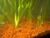 aquarium 001.jpg