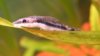 060209 Hunger-Oto#2.jpg