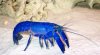 cherax_tenuimanus_blau.jpg
