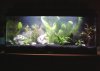Aquarium.JPG