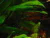 Aquarium 002.jpg