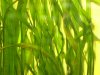 vallisneria2.JPG