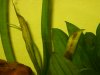 vallisneria.JPG