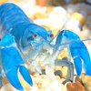 yabby_42.jpg