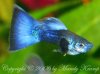 Guppy Männchen 1.jpg