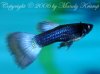 Guppy Männchen 2.jpg