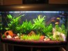 Aquarium.jpg