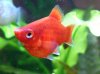 KorallenPlaty_Bauchwassersucht_oder_schwanger_3.jpg
