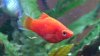 KorallenPlaty_Flosse.jpg
