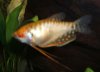 Boeser-Fadenfisch.jpg