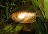 nochmal_Boeser-Fadenfisch.jpg