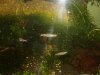 3 mal Nannostomus.jpg