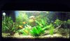 aquarium_g.JPG