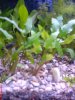 Cryptocoryne wendtii.JPG