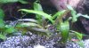 Cryptocoryne becketii.JPG