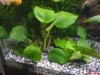 Anubias barteri kompakt.JPG
