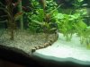 Aquarium1 klein.jpg