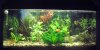 aquarium_g.JPG