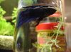 Betta 022.JPG