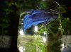Betta 020.JPG