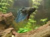 Aquarium 074.JPG