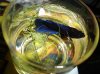 Betta 027.JPG