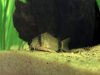 Panda1.jpg