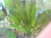 DSC00243.JPG