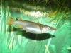 Nomorhamphus Geburt.JPG