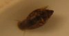Schnecke klein.jpg