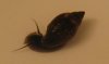 Schnecke groß.jpg