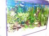 aquarium_anfang 002 (Medium).jpg
