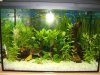 aquarium_anfang 001 (Medium).jpg