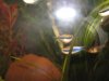 Aquarium 024.jpg