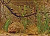 red_gneiss_200.jpg