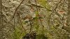 white_limestone_200.jpg