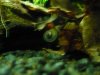 schnecke1.jpg