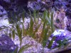 CIMG0369caulerpa 20.JPG