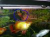 Platy.jpg