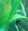 Eier.gif