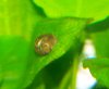 schnecke.jpg