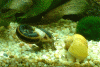 Schneckenpa.gif