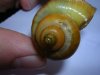 Schnecke (1).JPG
