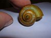 Schnecke.JPG