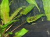 Aquarium-Einlaufphase 006.jpg