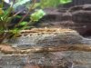 Aquarium-Einlaufphase 001.jpg