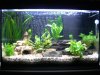 Aquarium-Einlaufphase 012.jpg