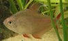 roter Phantomsalmler.jpg