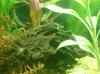 Garnelen-Holz-1.gif